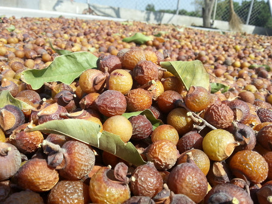 Discover the Power of Soapberry: Nature's Gentle Cleanser