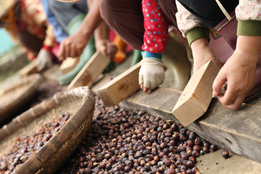 Soapberry: The Natural, Eco-Friendly Alternative for Clean Living